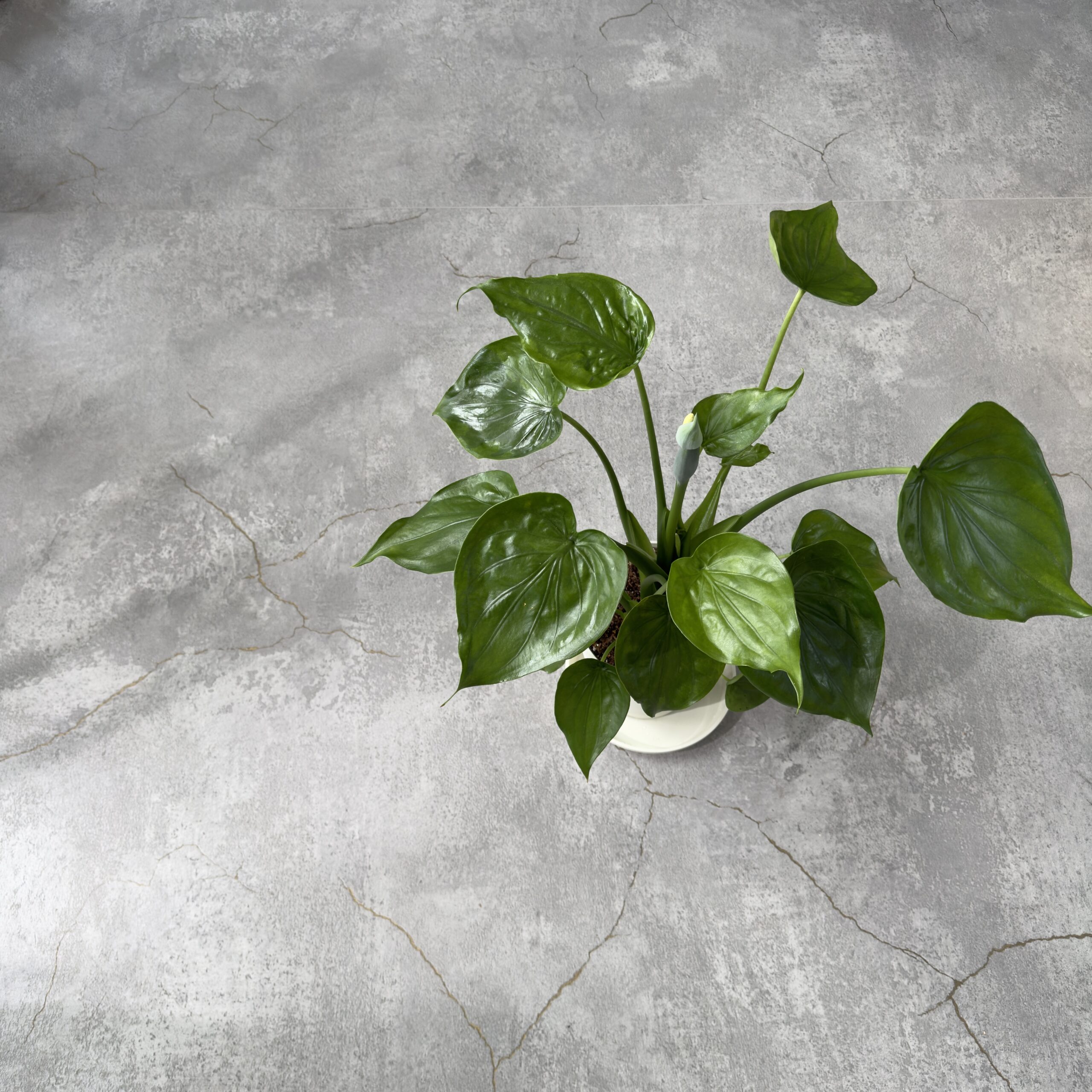観葉植物