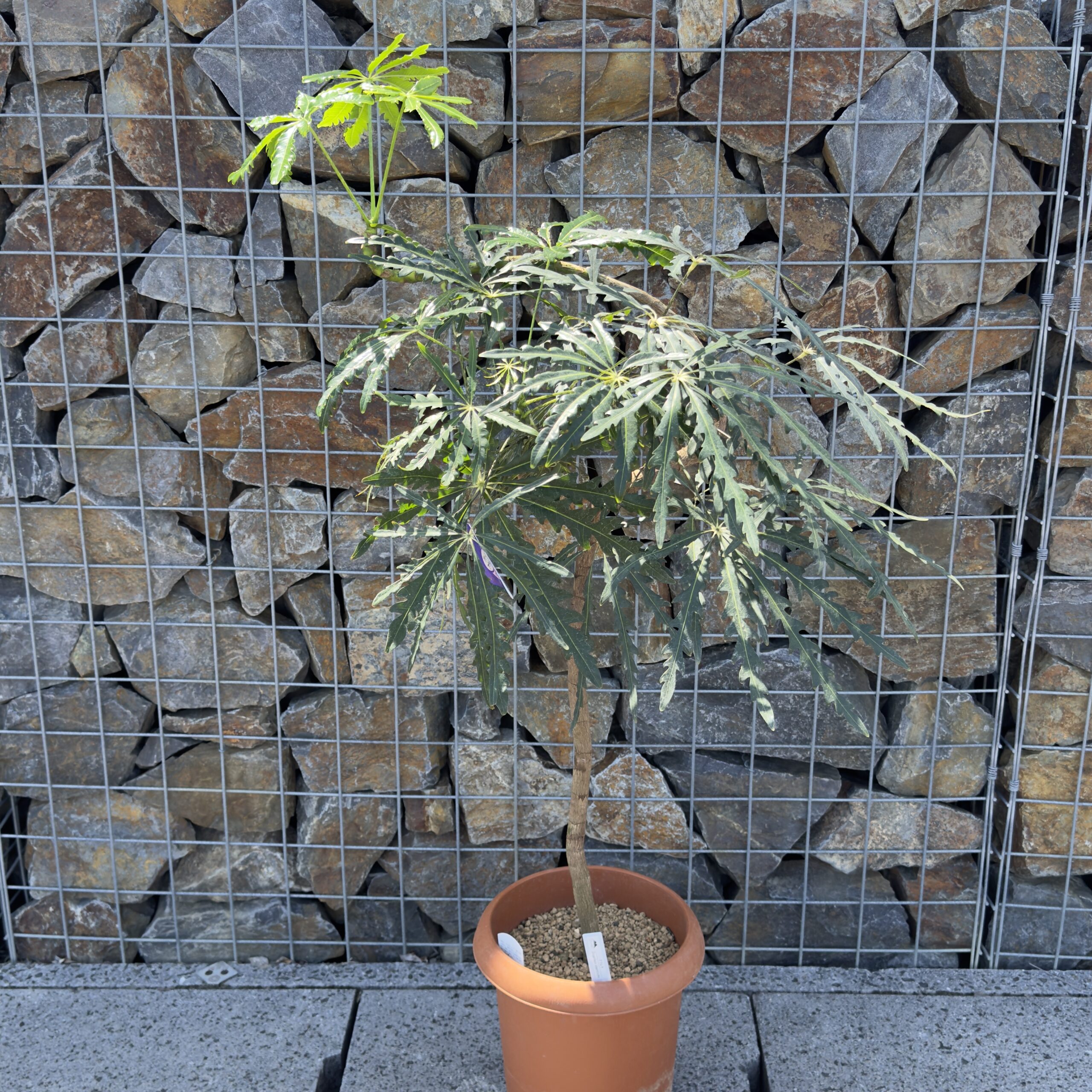 観葉植物