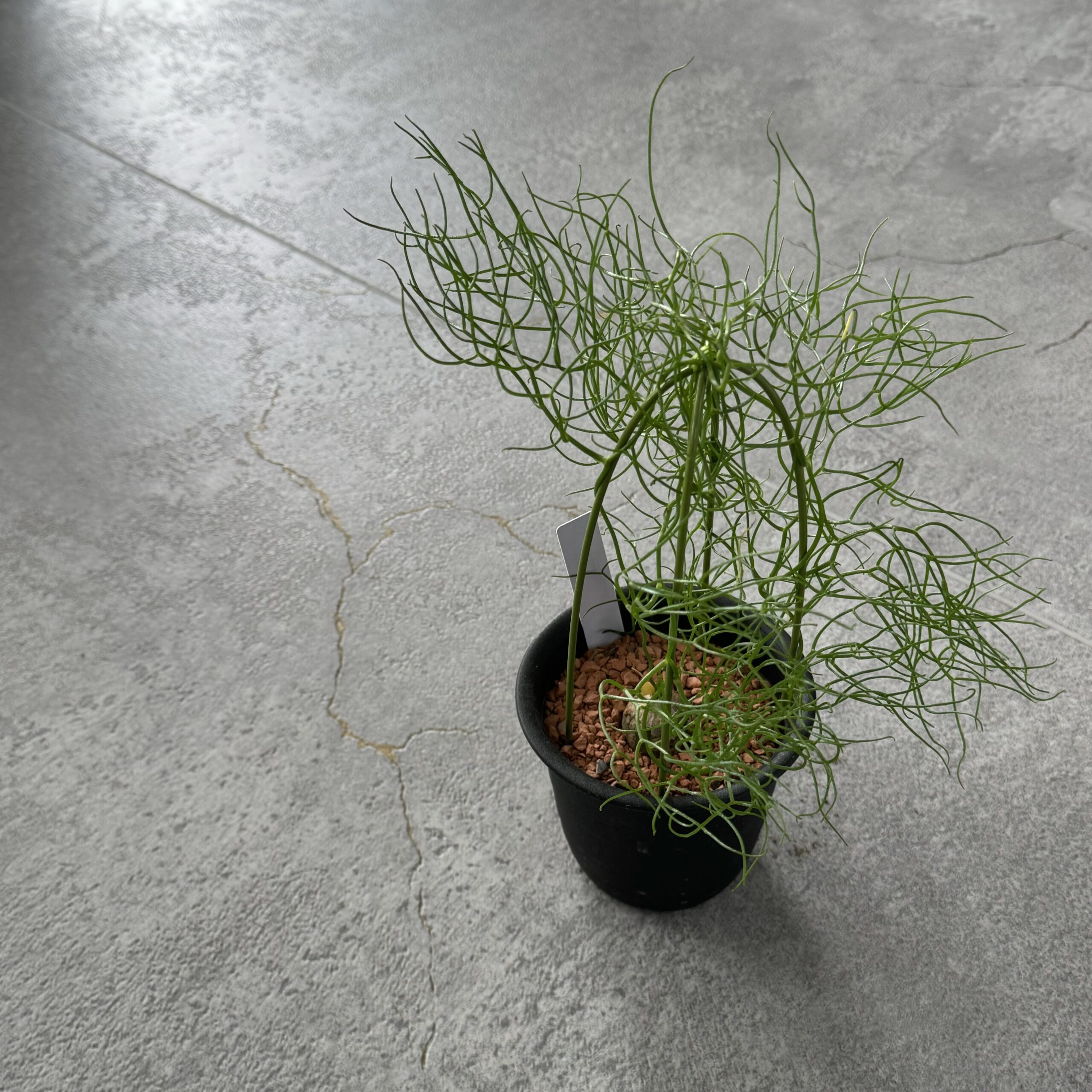 塊根植物