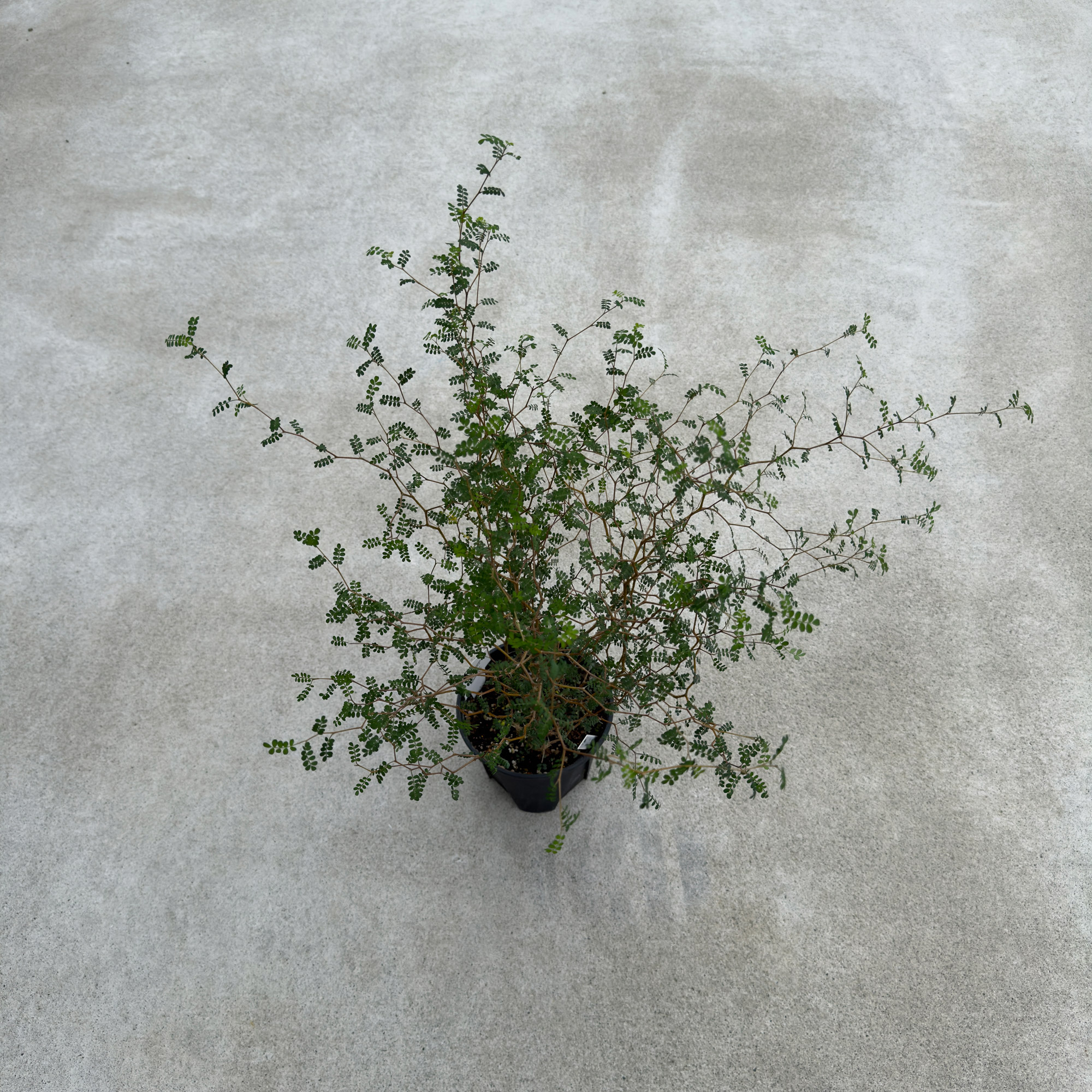 観葉植物