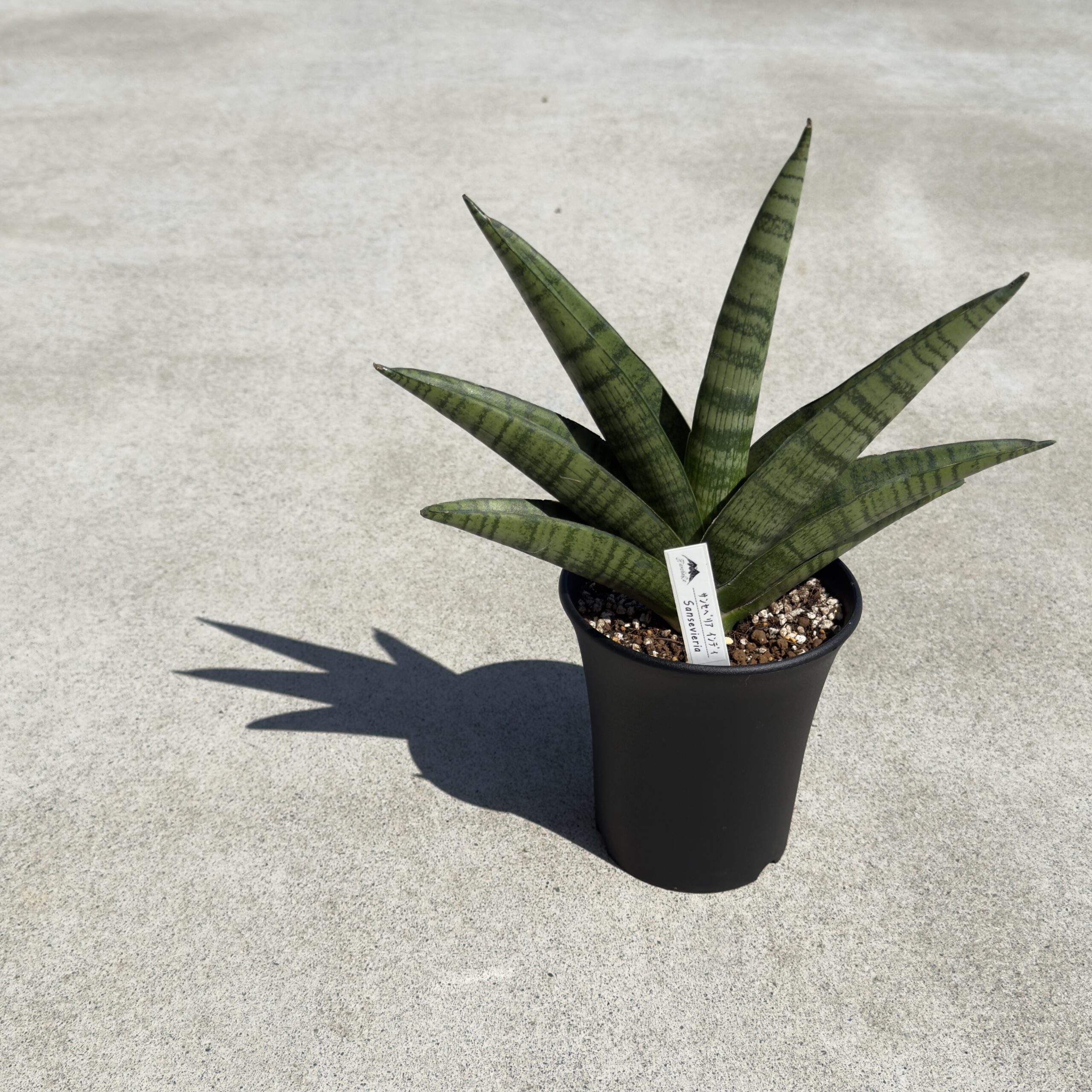観葉植物