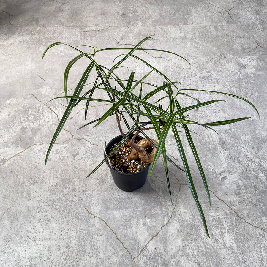 観葉植物