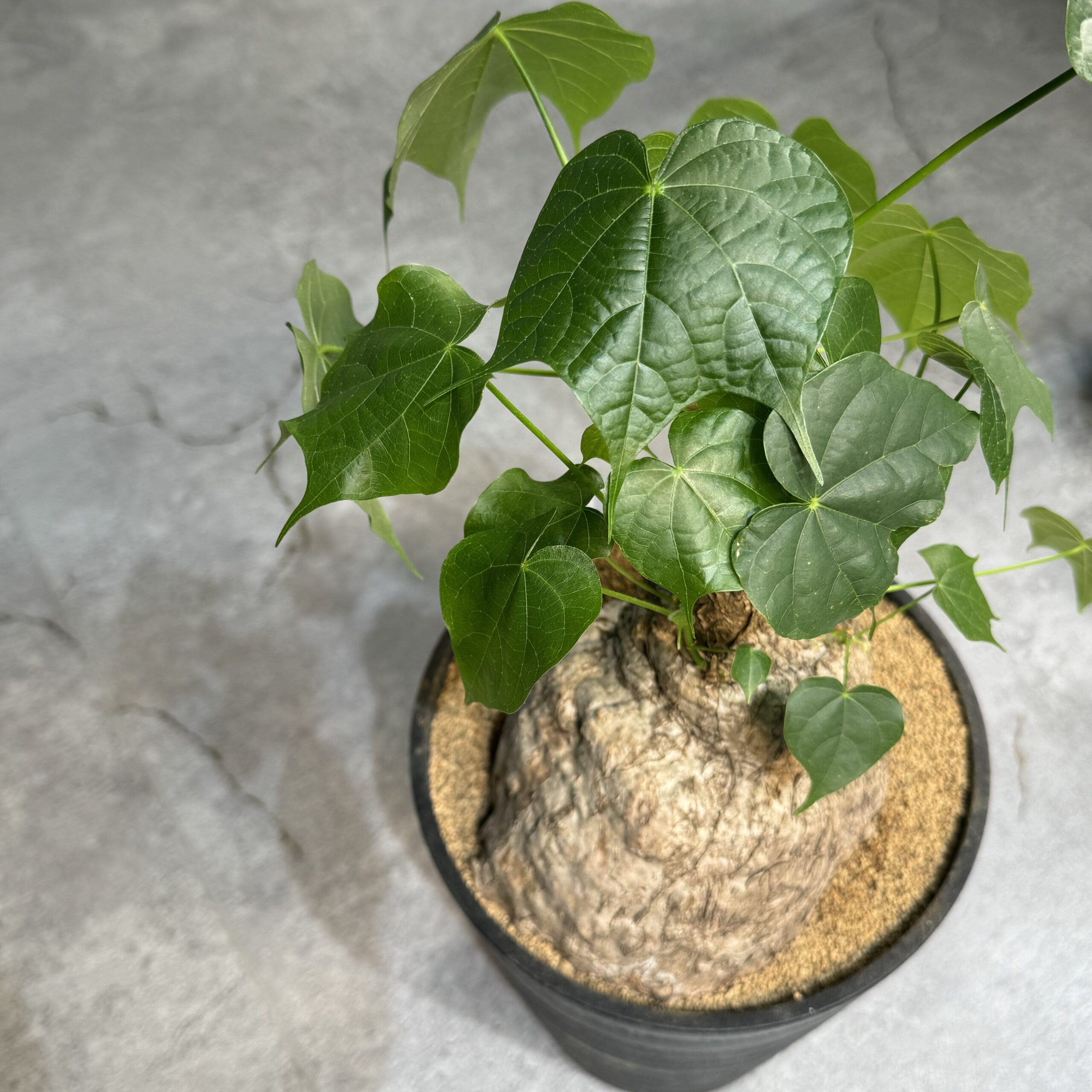 塊根植物