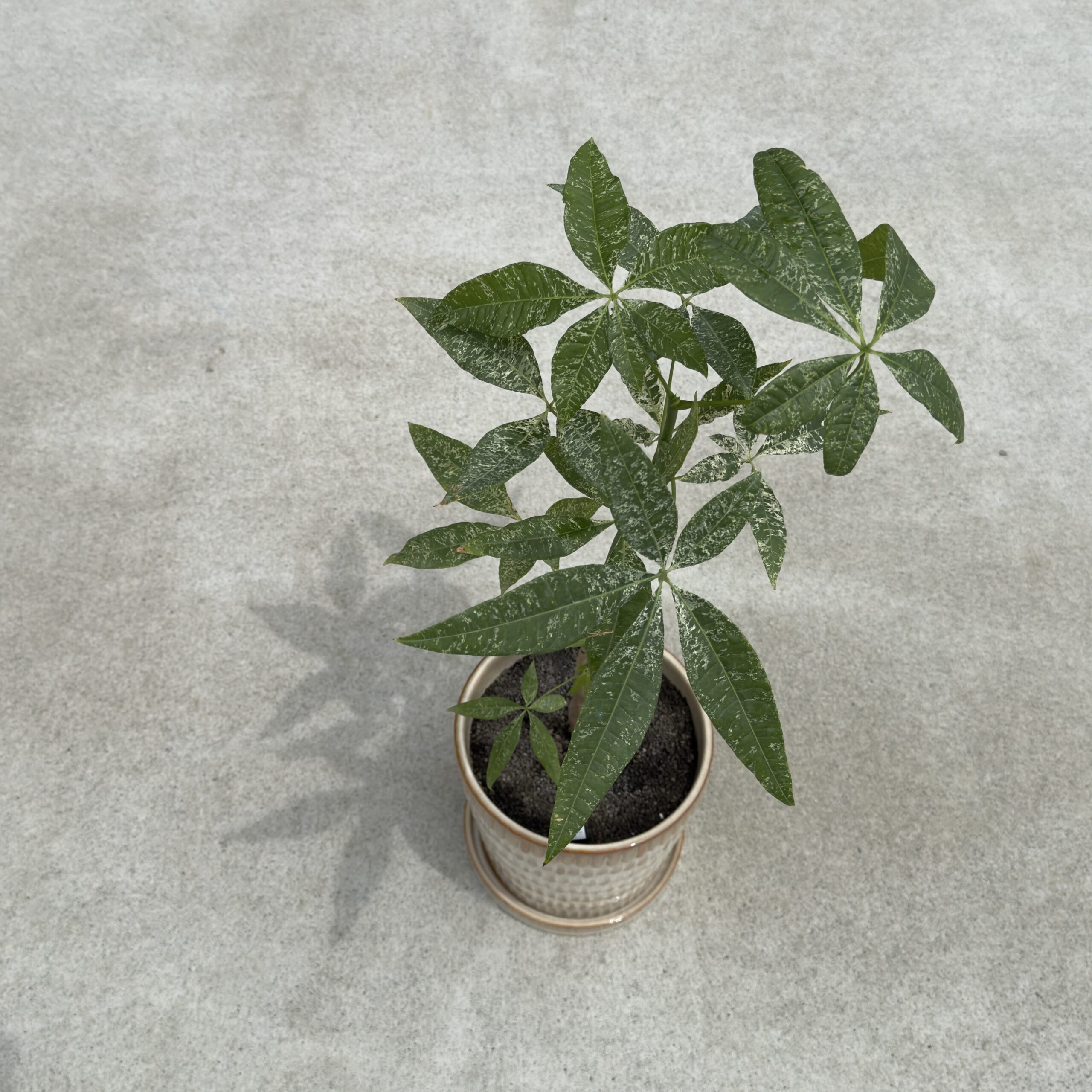 観葉植物
