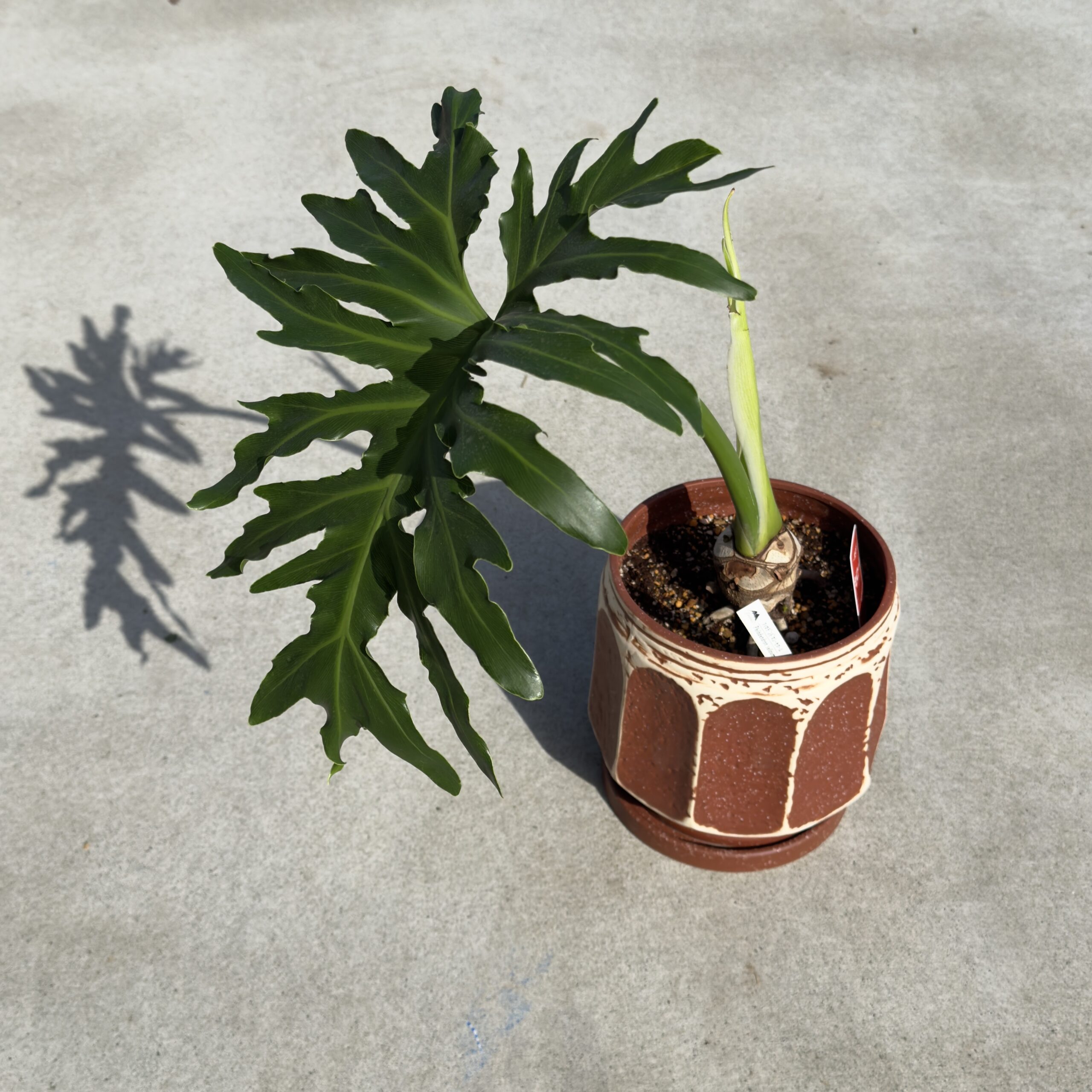 観葉植物