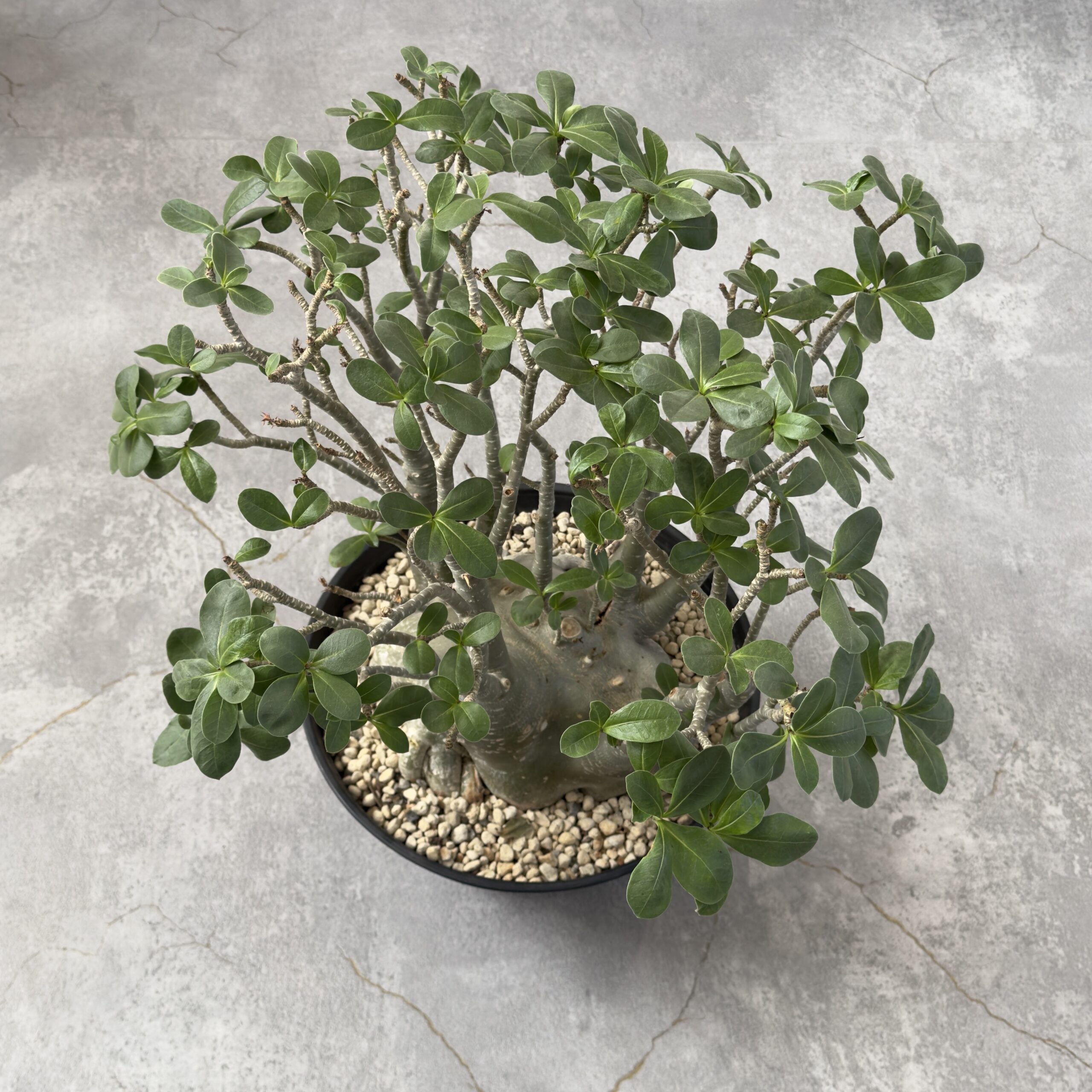 塊根植物