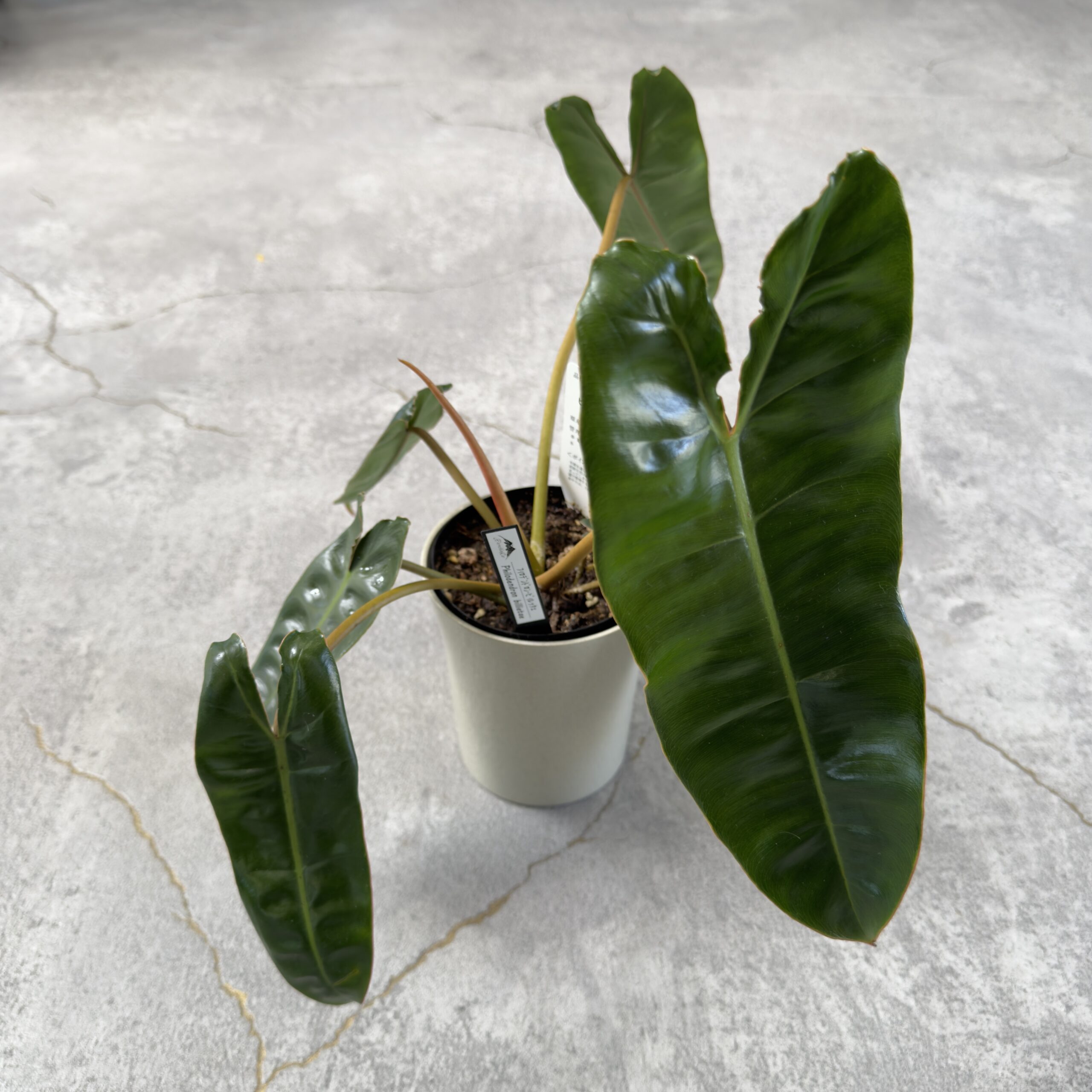 観葉植物