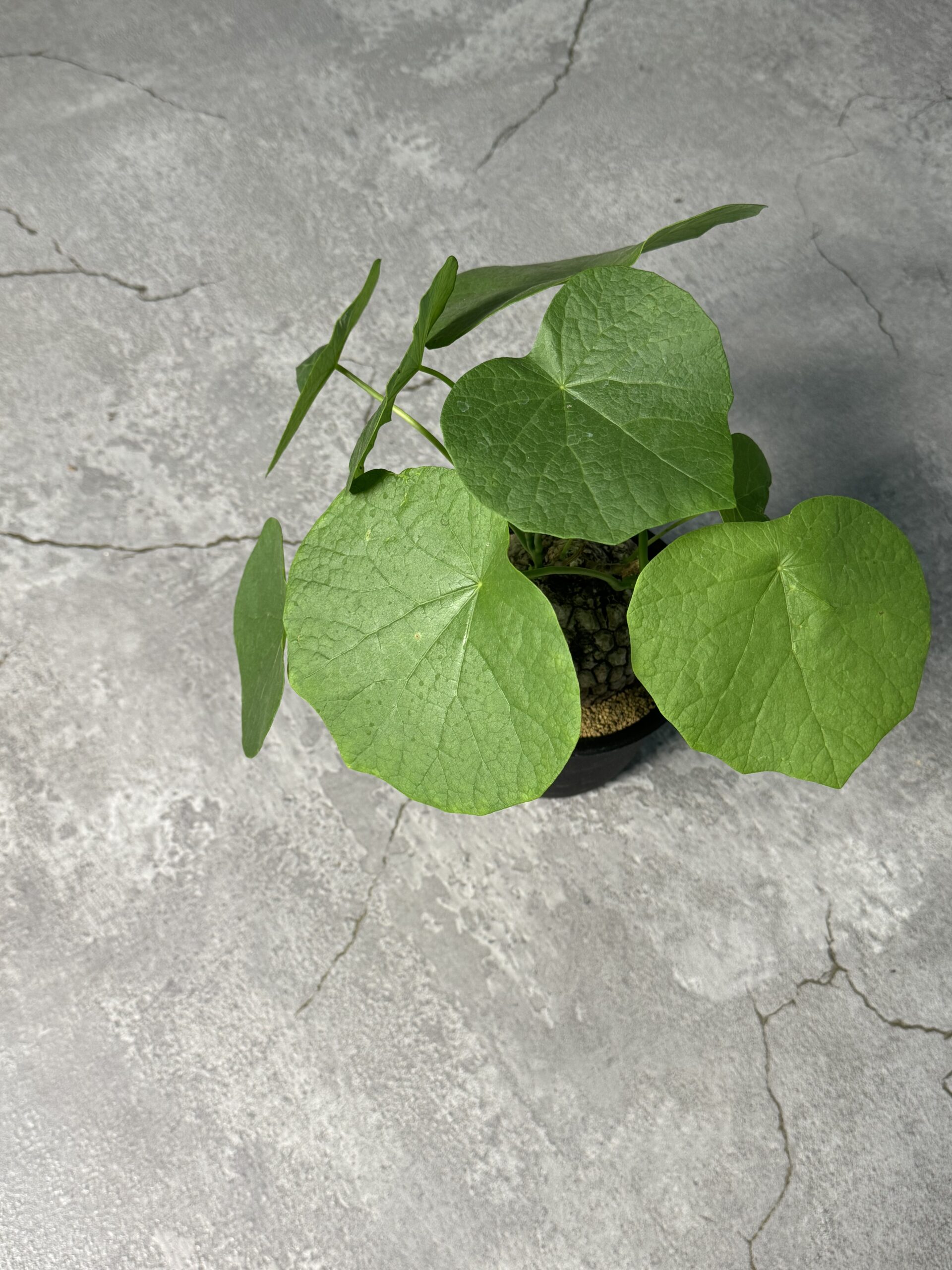 塊根植物