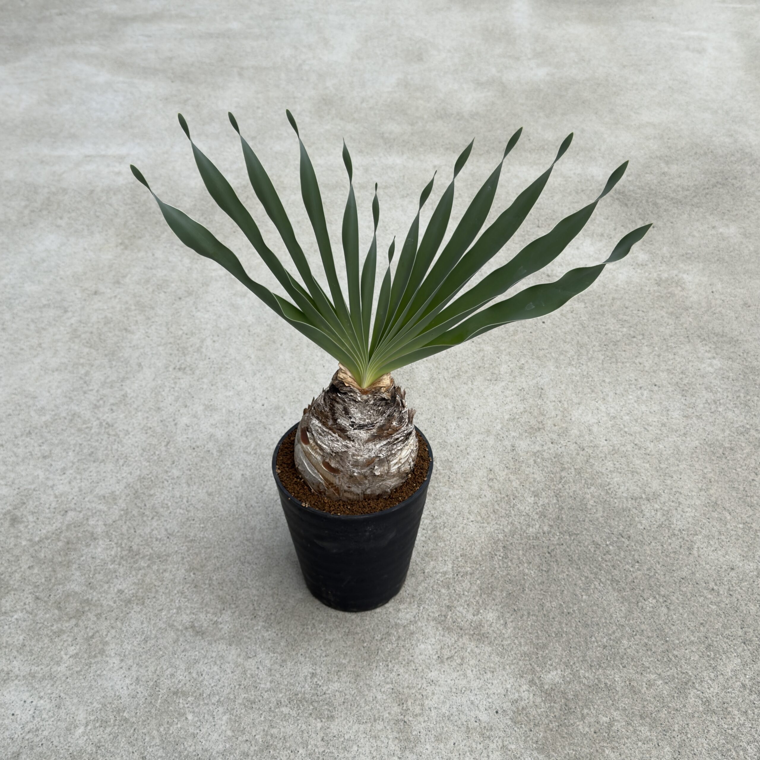 塊根植物