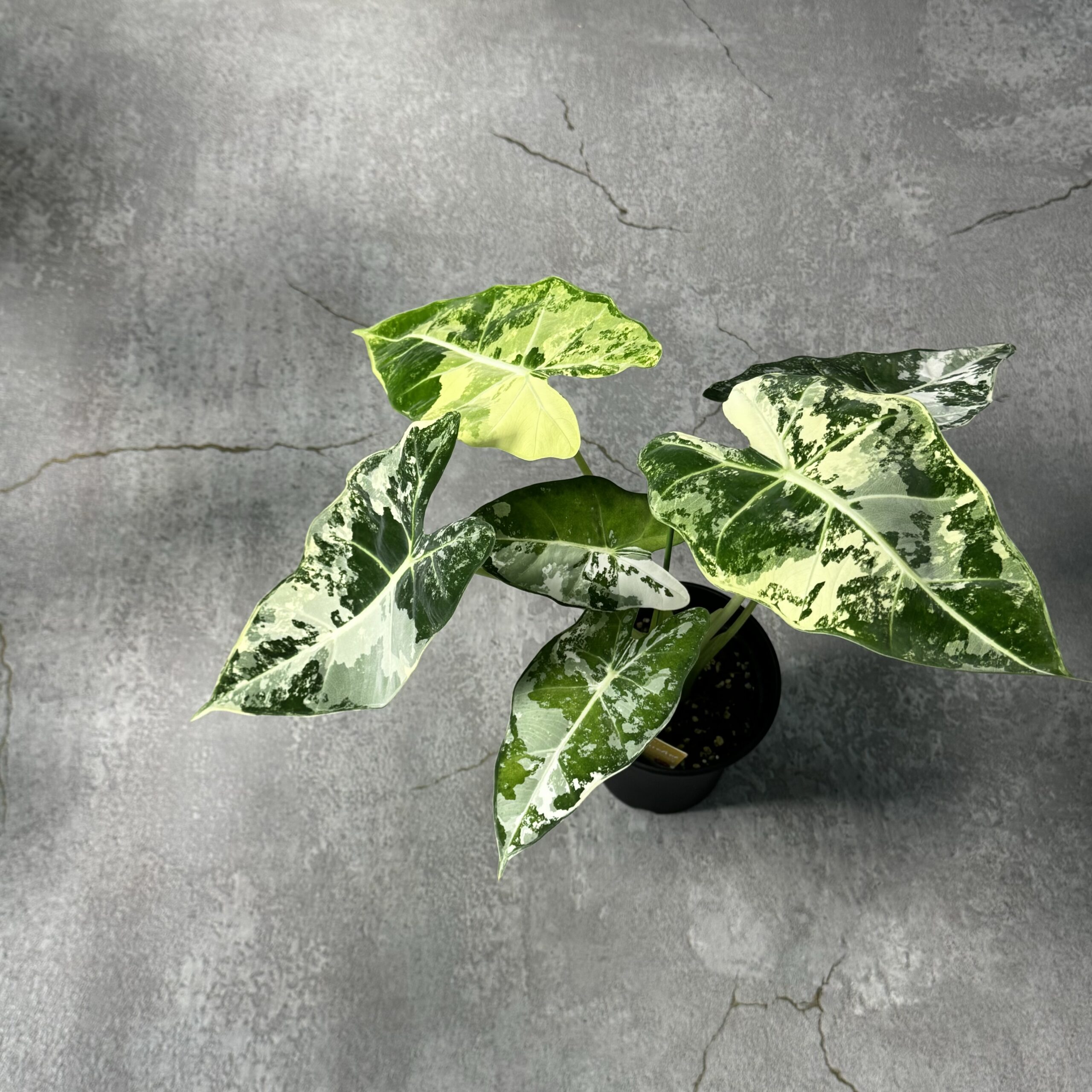 観葉植物