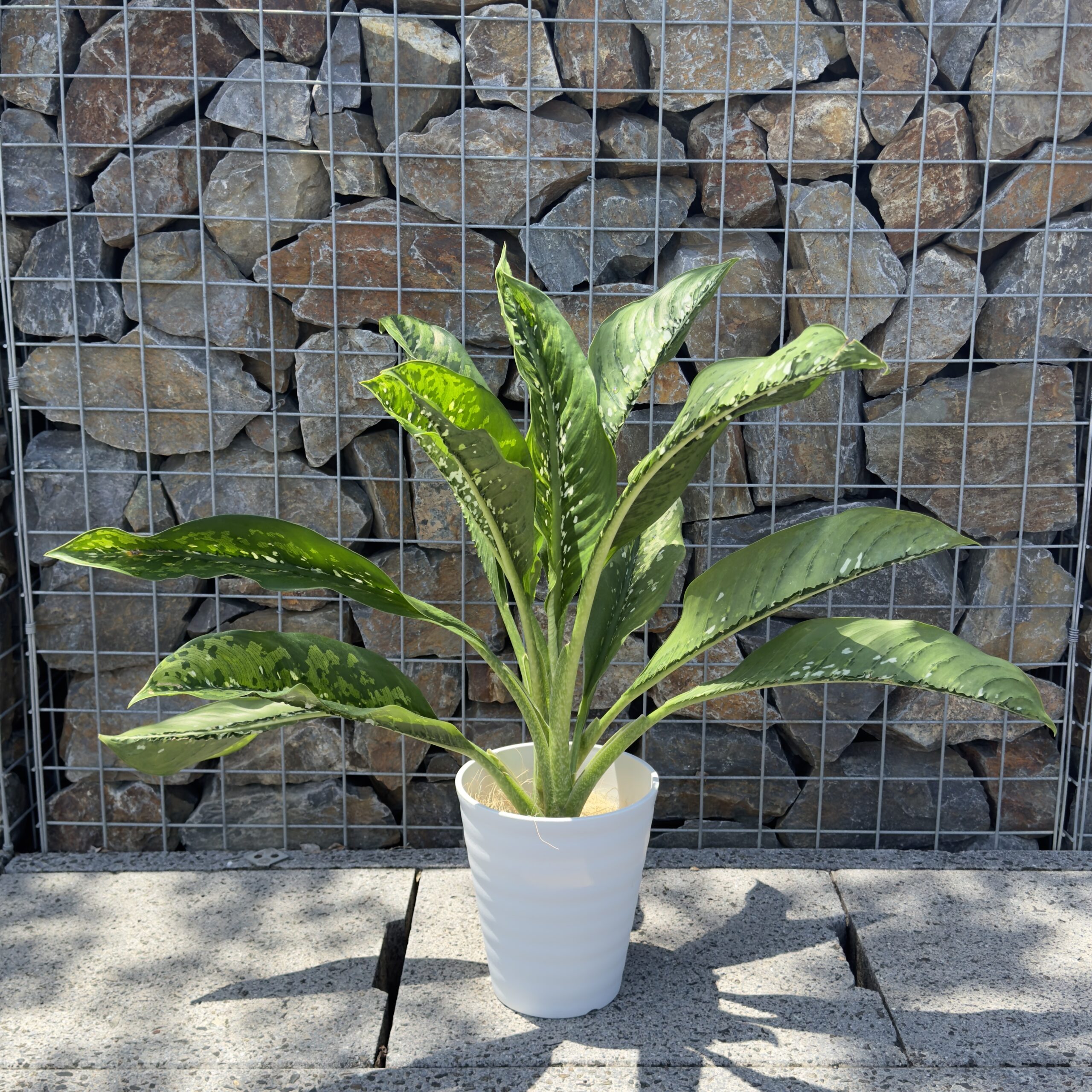 観葉植物