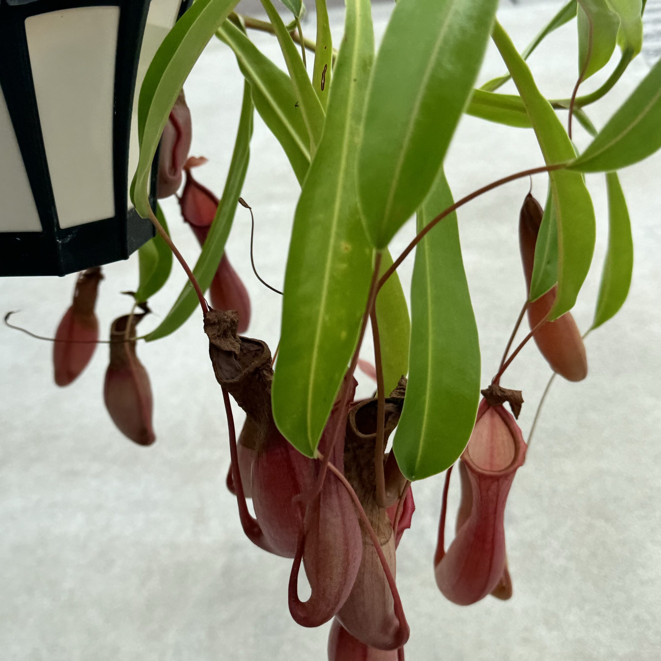 観葉植物