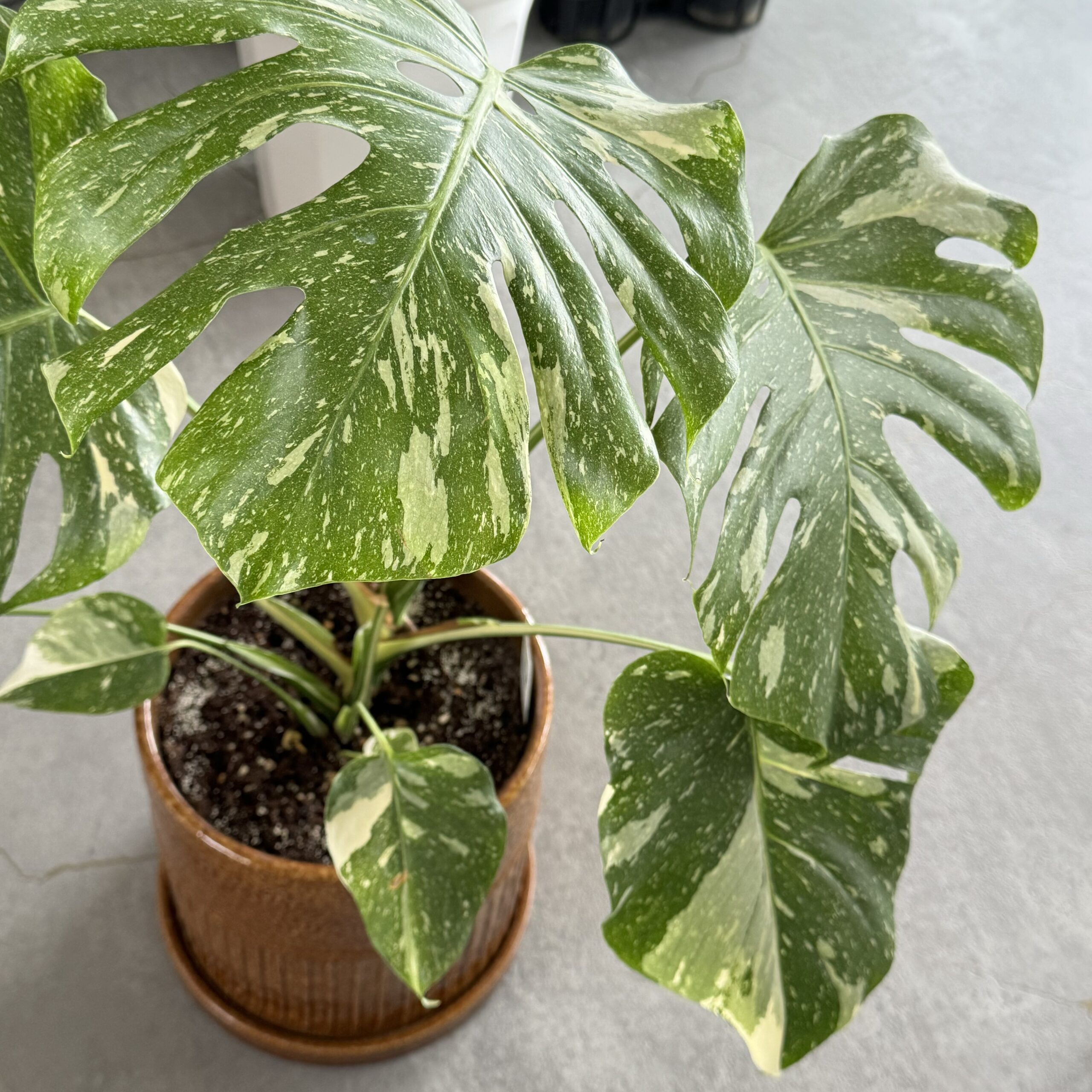 観葉植物