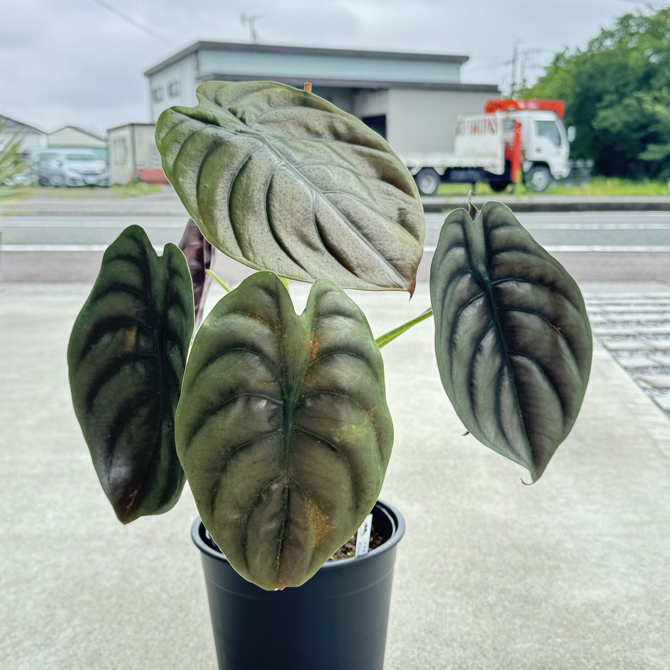 観葉植物