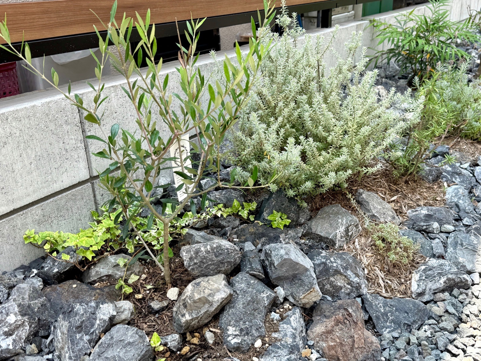 植栽